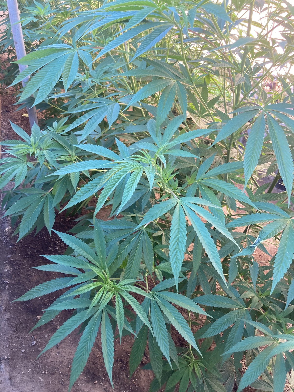 Rosie Mae Cooper New Life Foundation Incorporated 